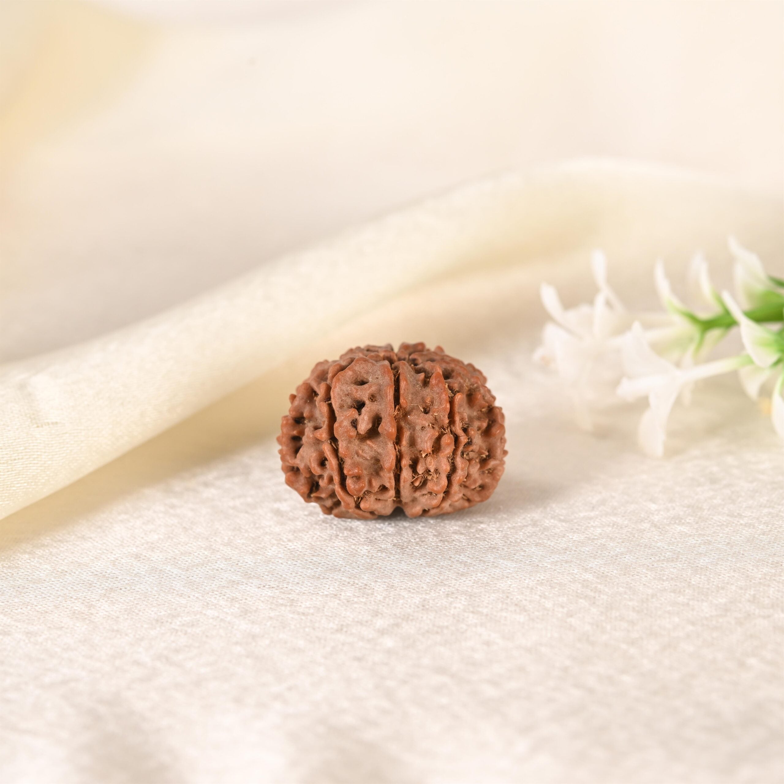 10 Face Rudraksha (Nepal)